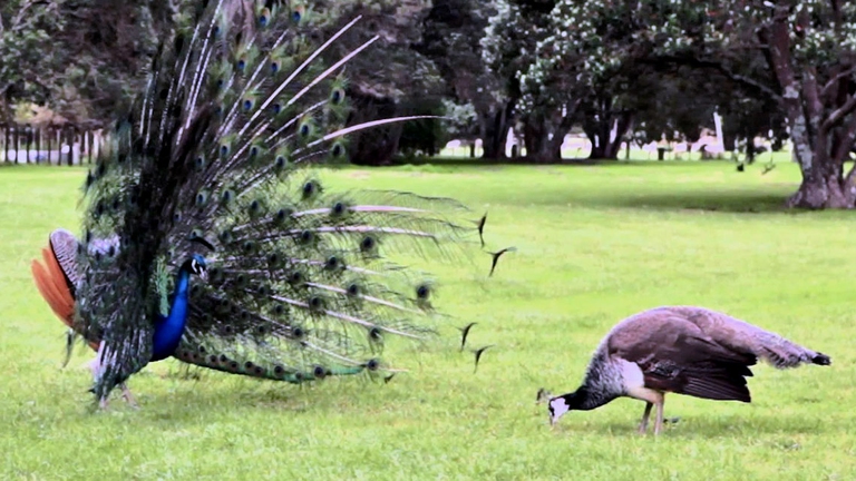 Il San Valentino da pavoni. Nonostante le variopinte code a ventaglio e il portamento regale dei maschi, tra i pavoni sono le femmine a fare il bello e il cattivo tempo quando si parla di corteggiamento.