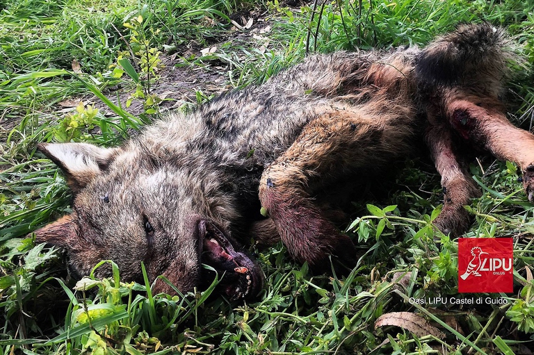 Il corpo del piccolo lupo disabile