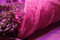 Cavolo rosso e radicchio per gli astronauti diretti su Marte