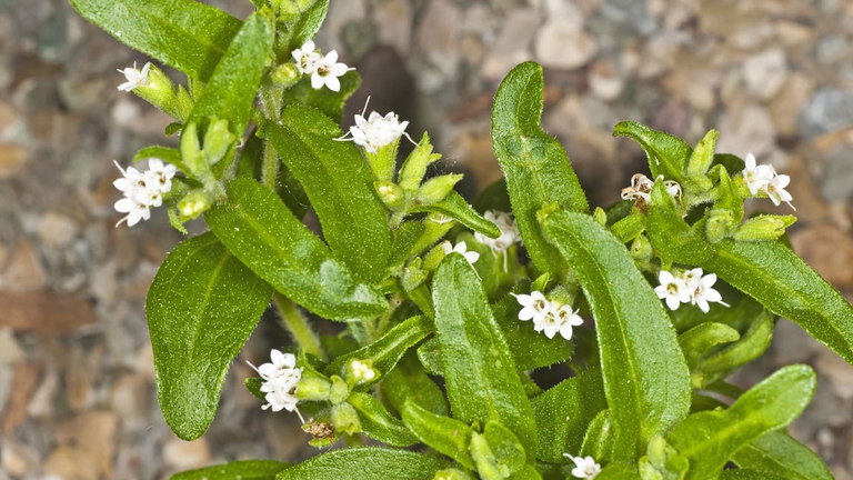 Stevia pianta dolcificante