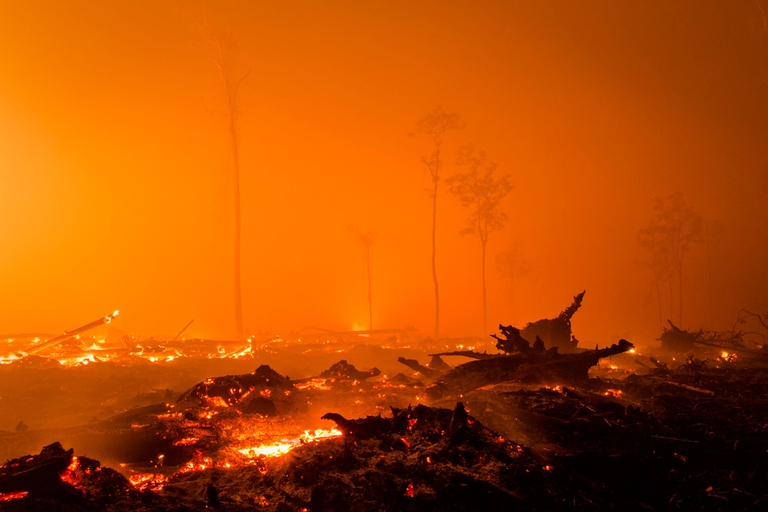 Deforestazione in Indonesia per l'olio di palma