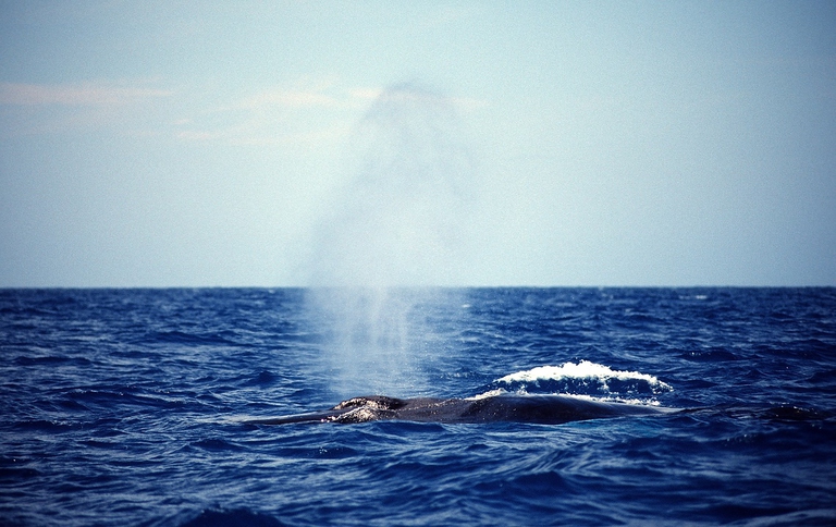 Megattera che rifiata in superficie