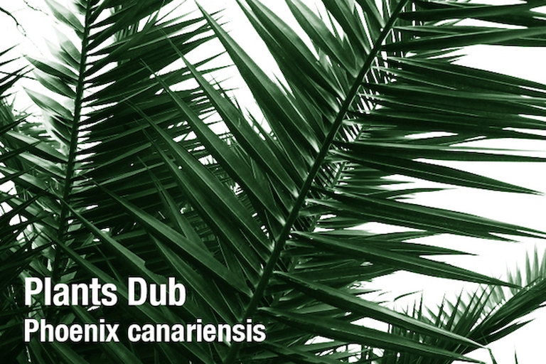 La cover del brano Phoenix canariensis del progetto Plants Dub.