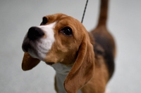 Green Hill, assolti gli attivisti che liberarono i beagle