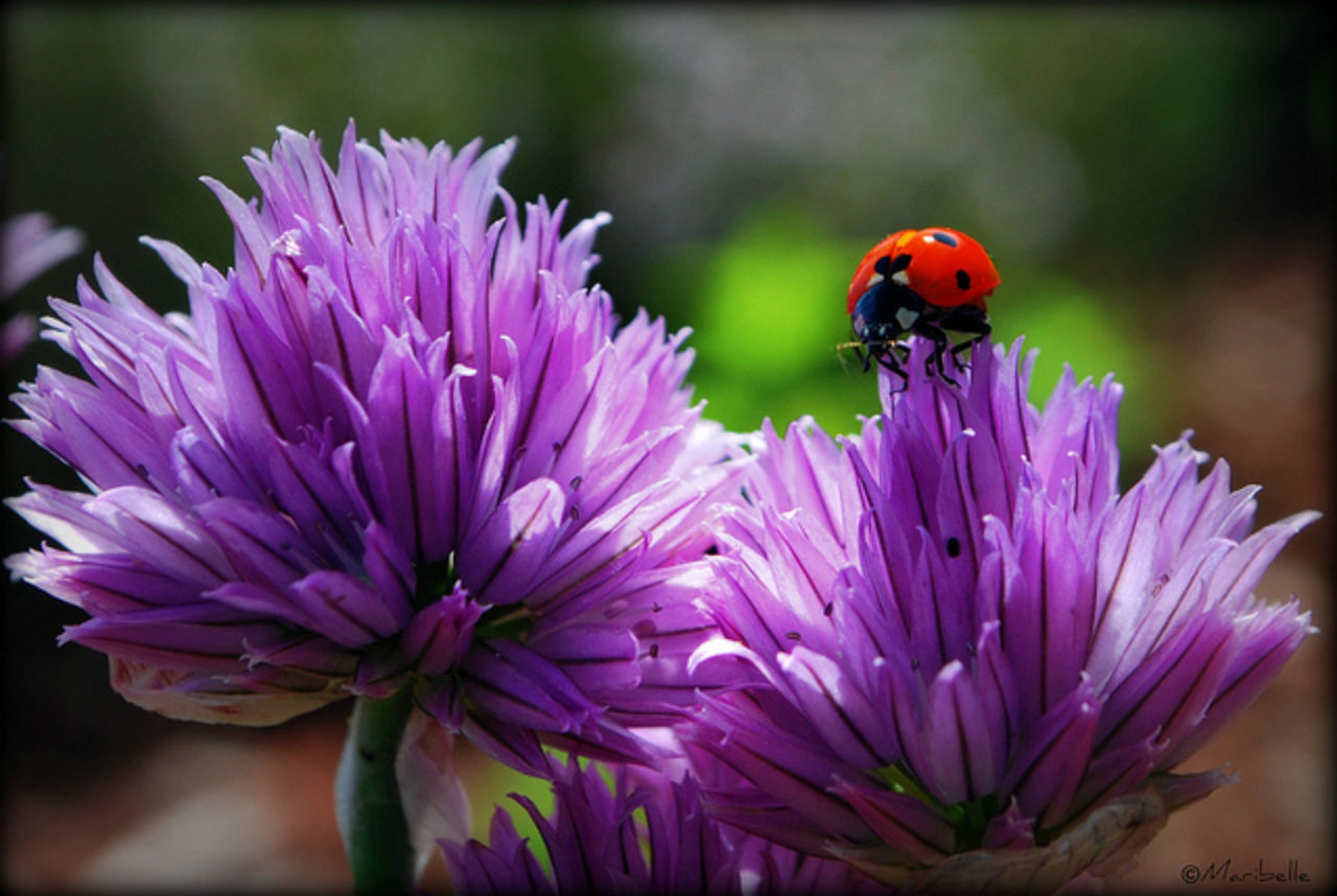 10 piante per attirare le coccinelle nel vostro giardino