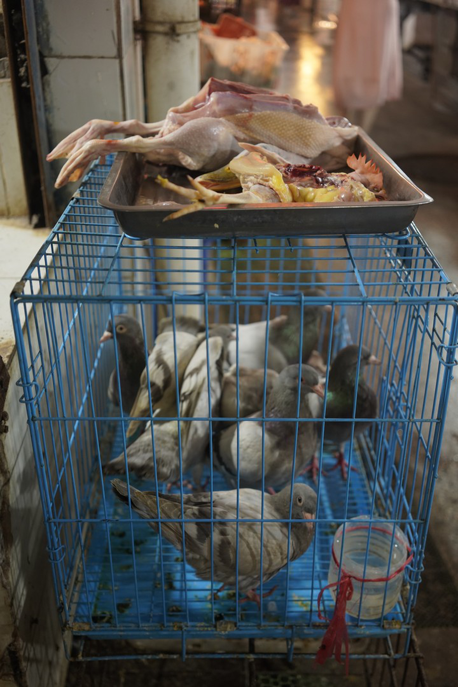 Un’immagine dai wet market in Cina