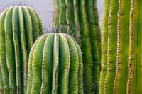 Grazie ai cactus, le auto a idrogeno saranno più leggere ed efficienti