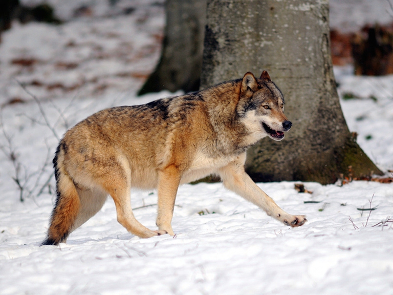 Esemplari di lupo popolano i Monti Simbruini ©www.simbruini.it