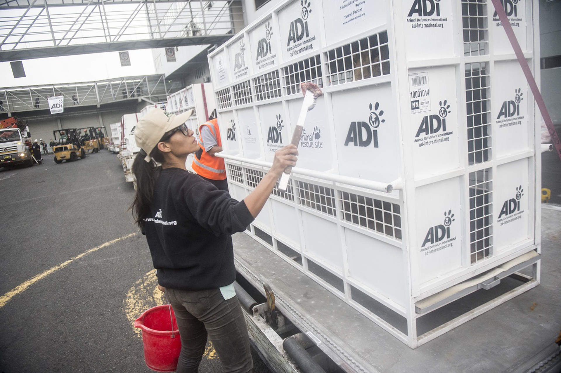 33 lions are returned to Africa