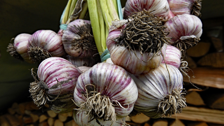 Aglio di Resia o Strok © Marco di Lenardo