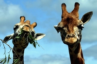 Megafauna: why large animals are becoming extinct, again