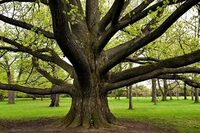 Al centro c’è l’albero