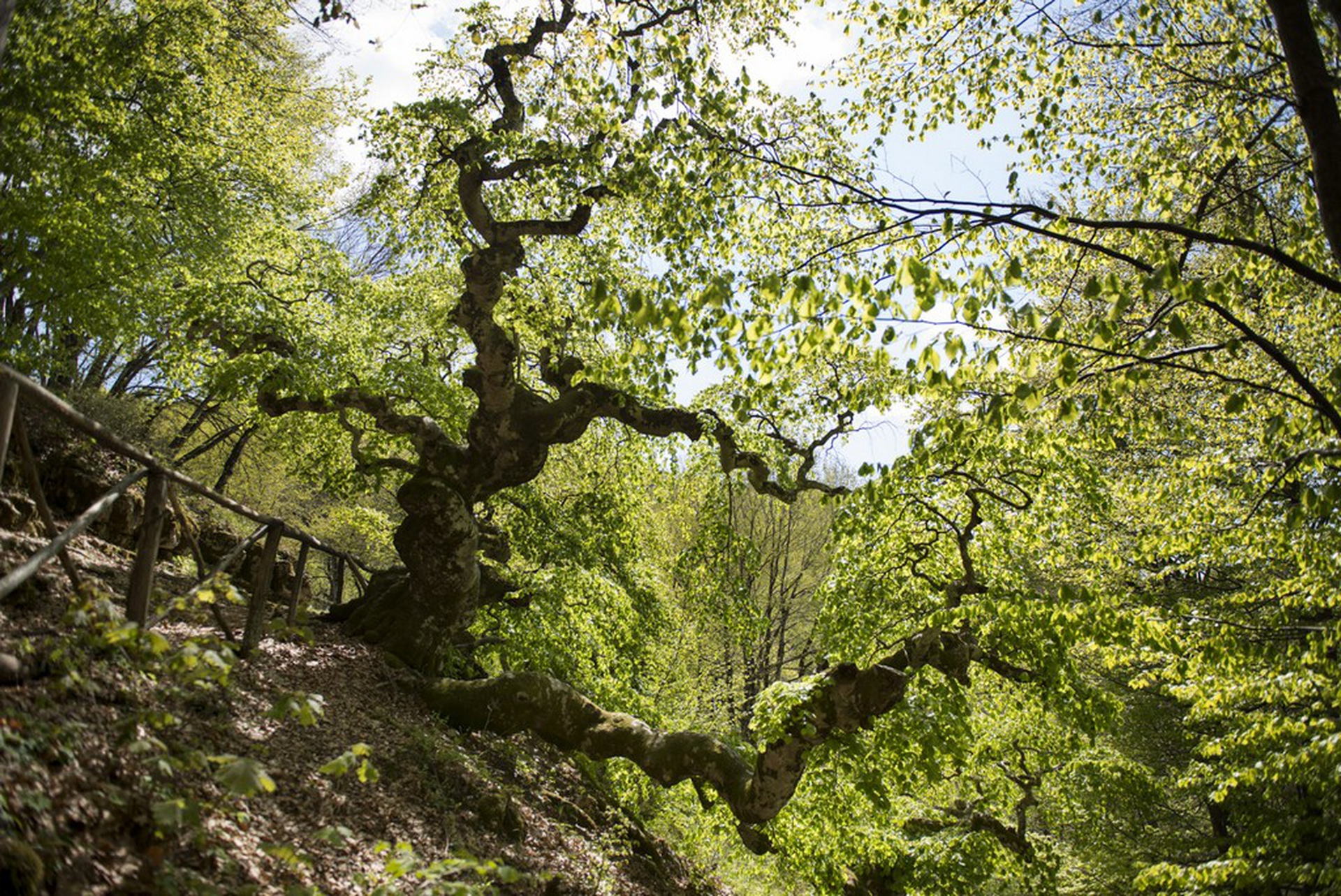 Calendario 2018 Amani, agosto