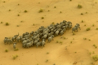 The last animals, il documentario sulla guerra in corso per salvare gli ultimi elefanti e rinoceronti del Pianeta