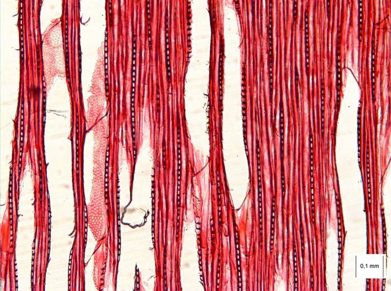 Sezione longitudinale del legno © Cnr Ivalsa