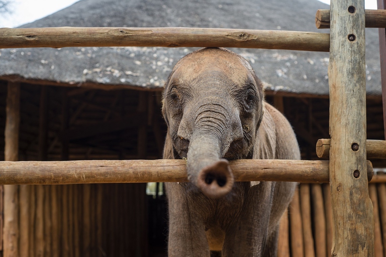 Elefantino nel recinto