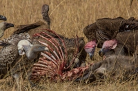 Botswana, strage di avvoltoi a rischio estinzione
