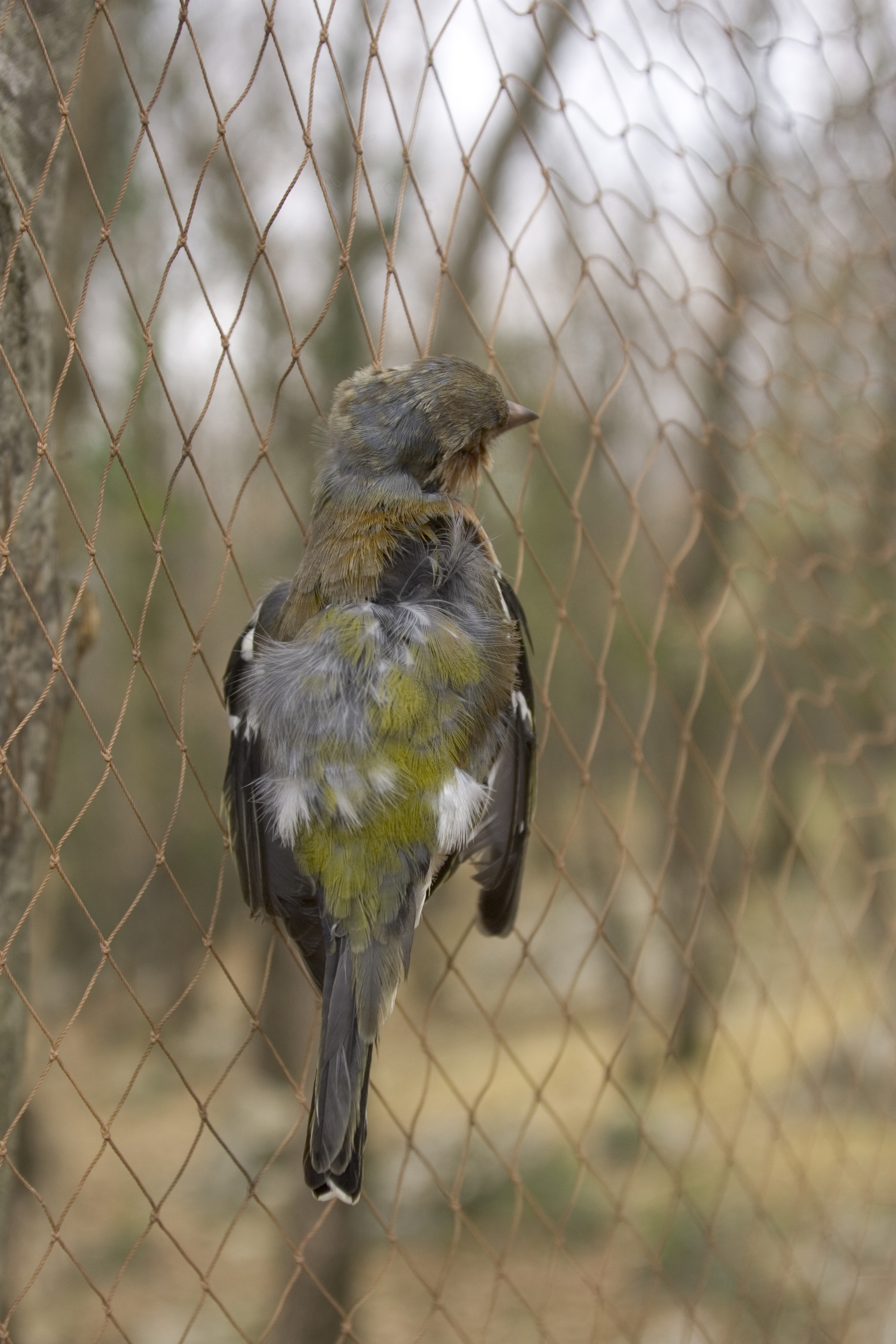 Allarme caccia illegale in Italia