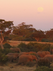 Okavango, 130.000 elefanti africani in pericolo a causa della ricerca di petrolio