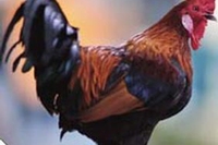 Miti, leggende e realtà. Il canto del gallo
