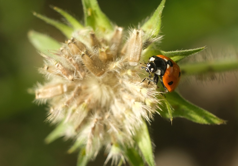 Coccinella in un'area rurale in Germania