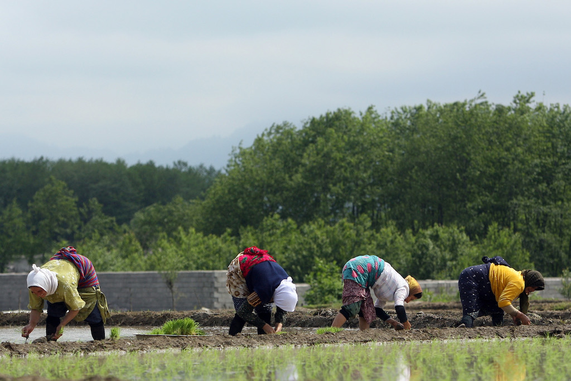 Rice farmers, Iran