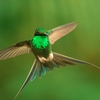 Un uccello coloratissimo tra i protagonisti di Earth - Un giorno straordinario