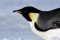 Il 20 gennaio si celebrano i pinguini