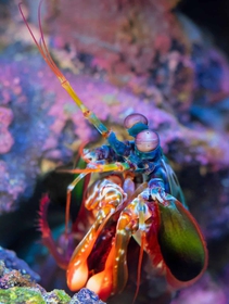 Il mondo è più ricco di come lo percepiamo: ce lo svelano i sensi degli altri animali