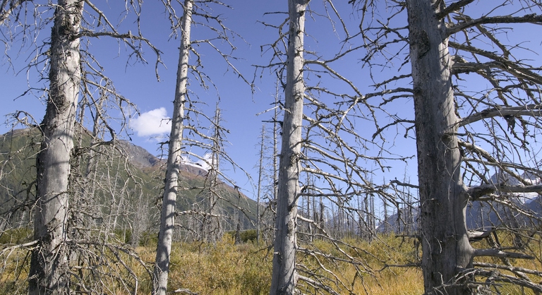 Scorcio delle foreste dell'Alaska che stanno morendo a causa dei cambiamenti climatici.