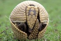 Un gol per salvare l’armadillo