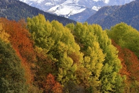 L’autunno 2023 è il più caldo degli ultimi 250 anni e il foliage tarda ad arrivare