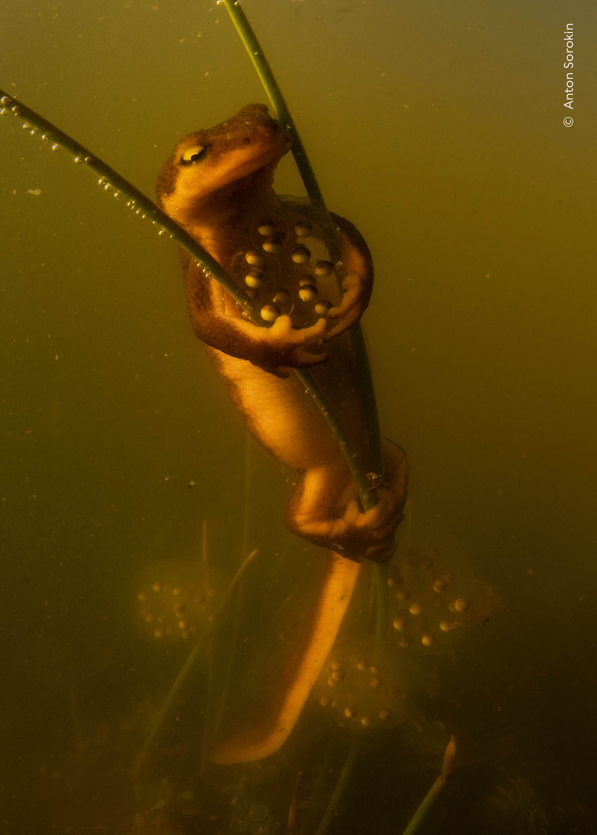 &copy; Wildlife Photographer of the Year