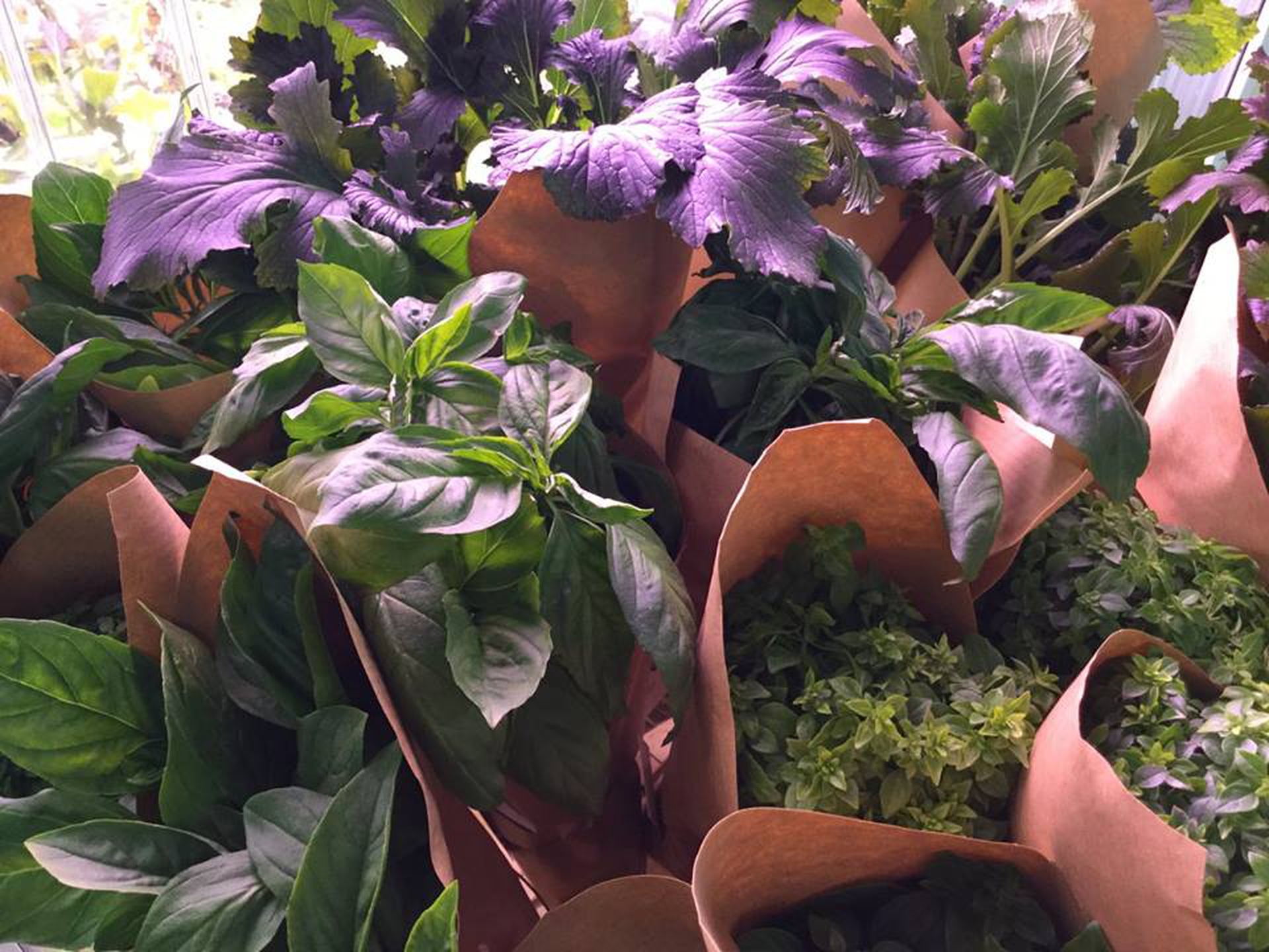 Supermercato con orto verticale