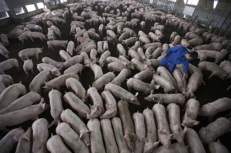 Allevamento intensivo di maiali