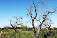 Francia, la Xylella individuata per la prima volta in Occitania