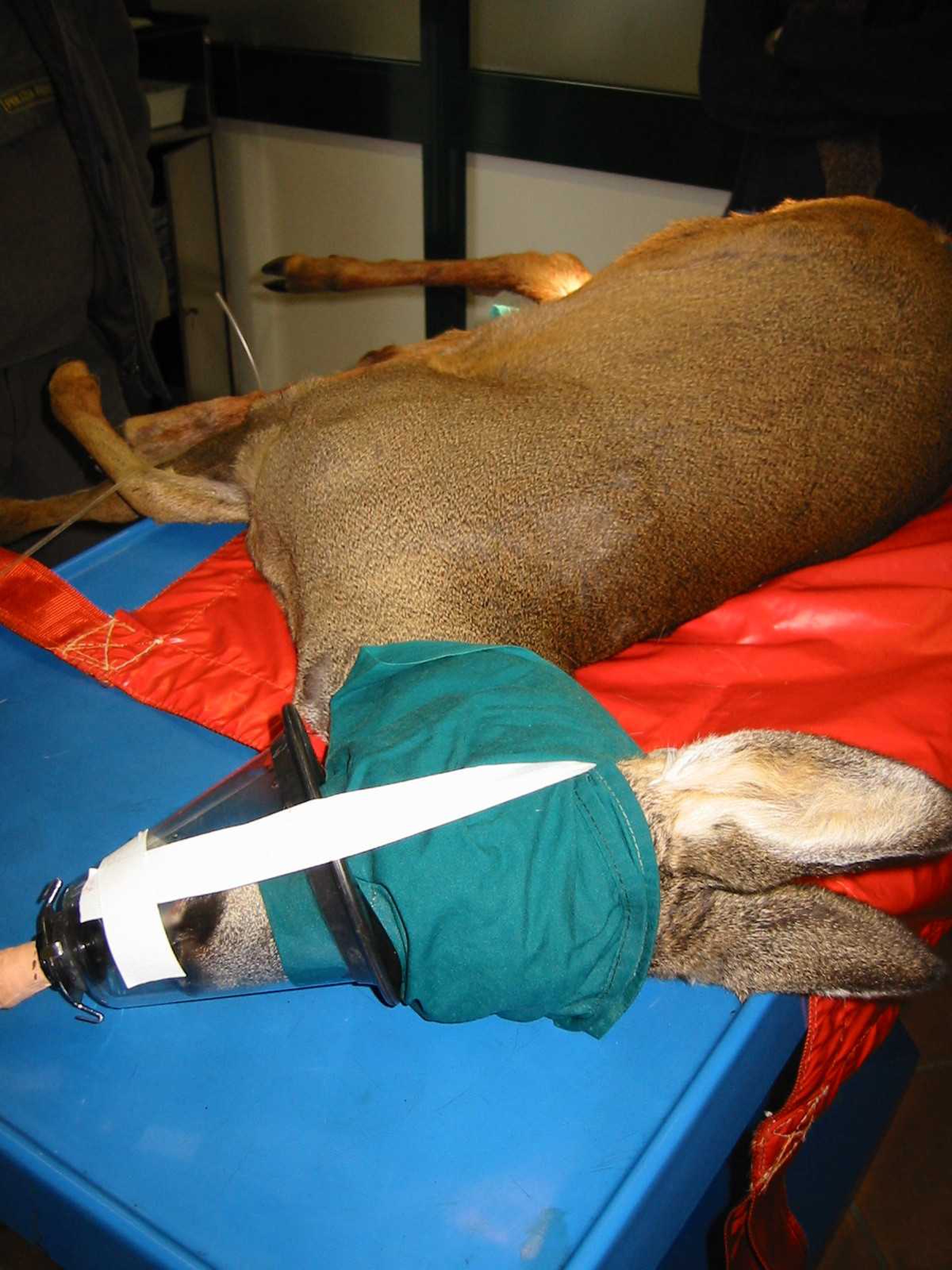 Allarme caccia illegale in Italia