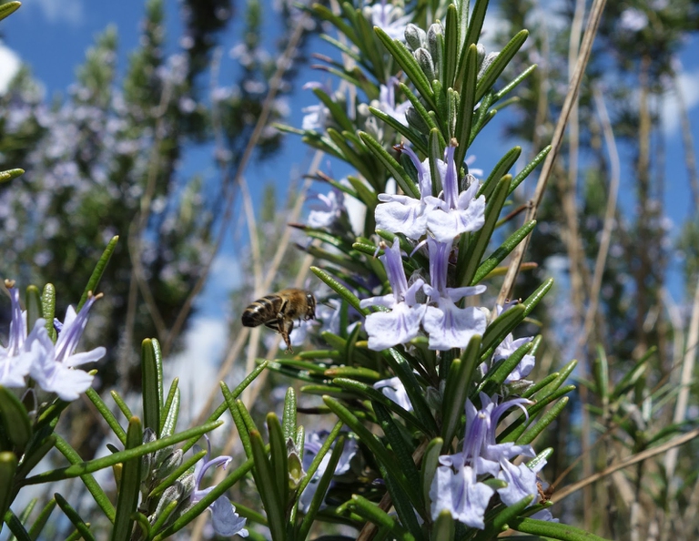 rosmarino gemmoterapia