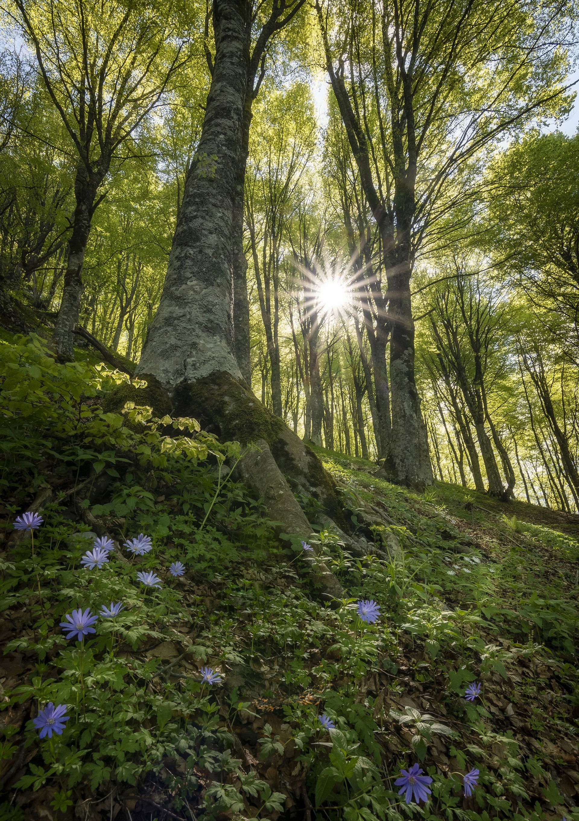 Foreste italiane, Avellino