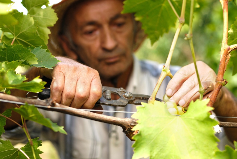 Anziano che raccoglie l'uva in vigna
