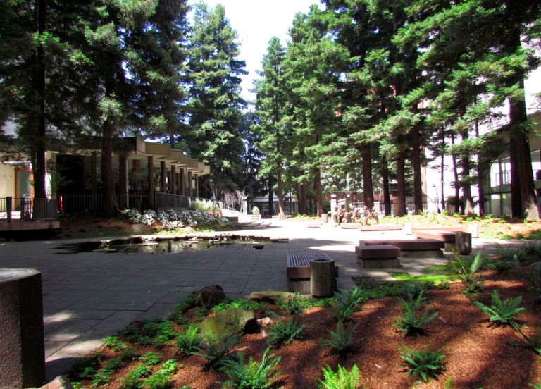 Redwood park a San Francisco 