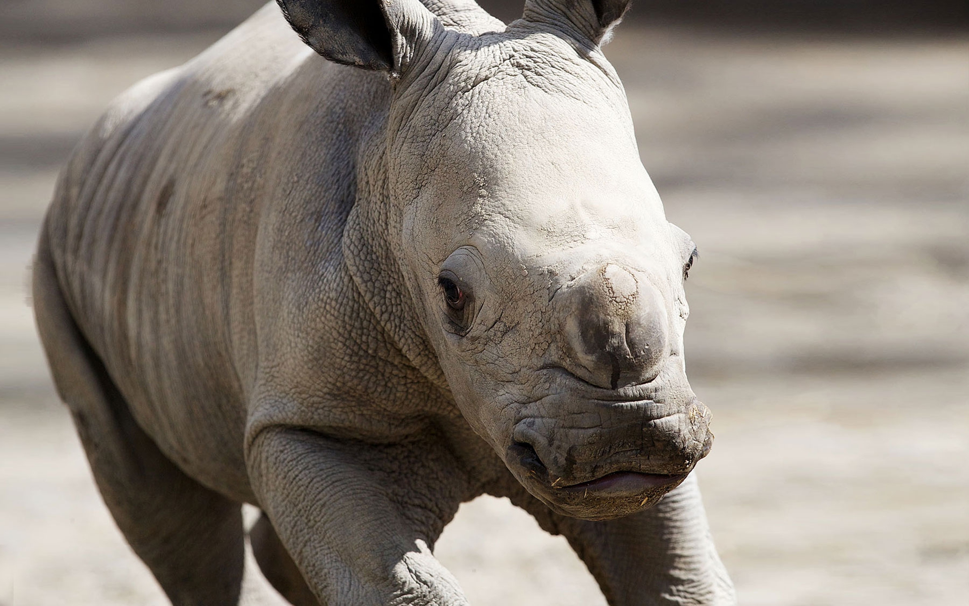 Dal gps al taglio del corno. Tutte le idee per salvare i rinoceronti