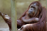 Lo storico zoo di Buenos Aires chiude i battenti