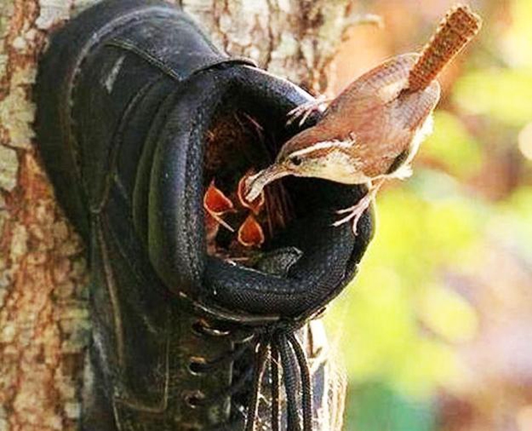 diy-bird-feeder-design-ideas-4