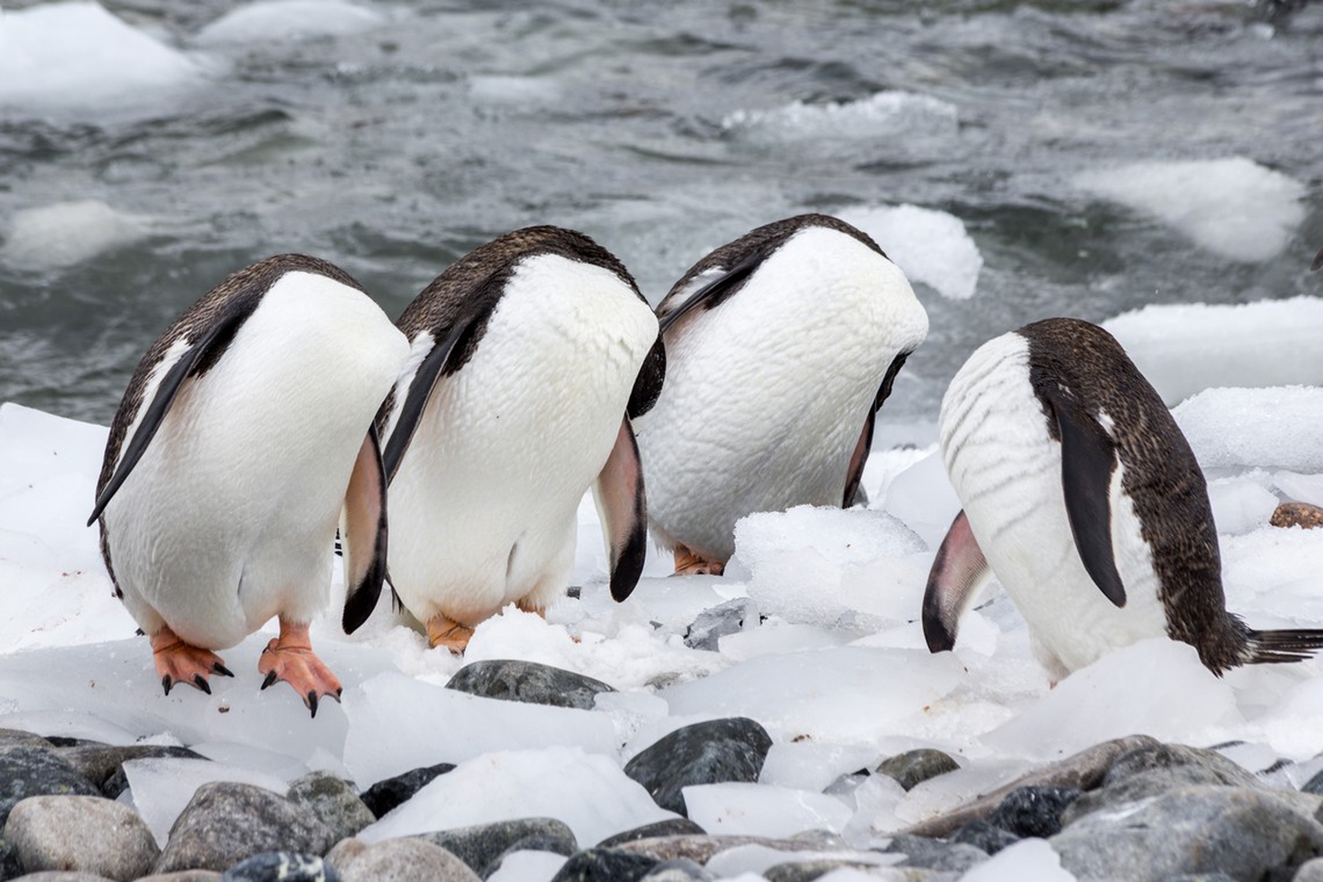Headless penguins di Monique Jöris – Comedy wildlife photography awards
