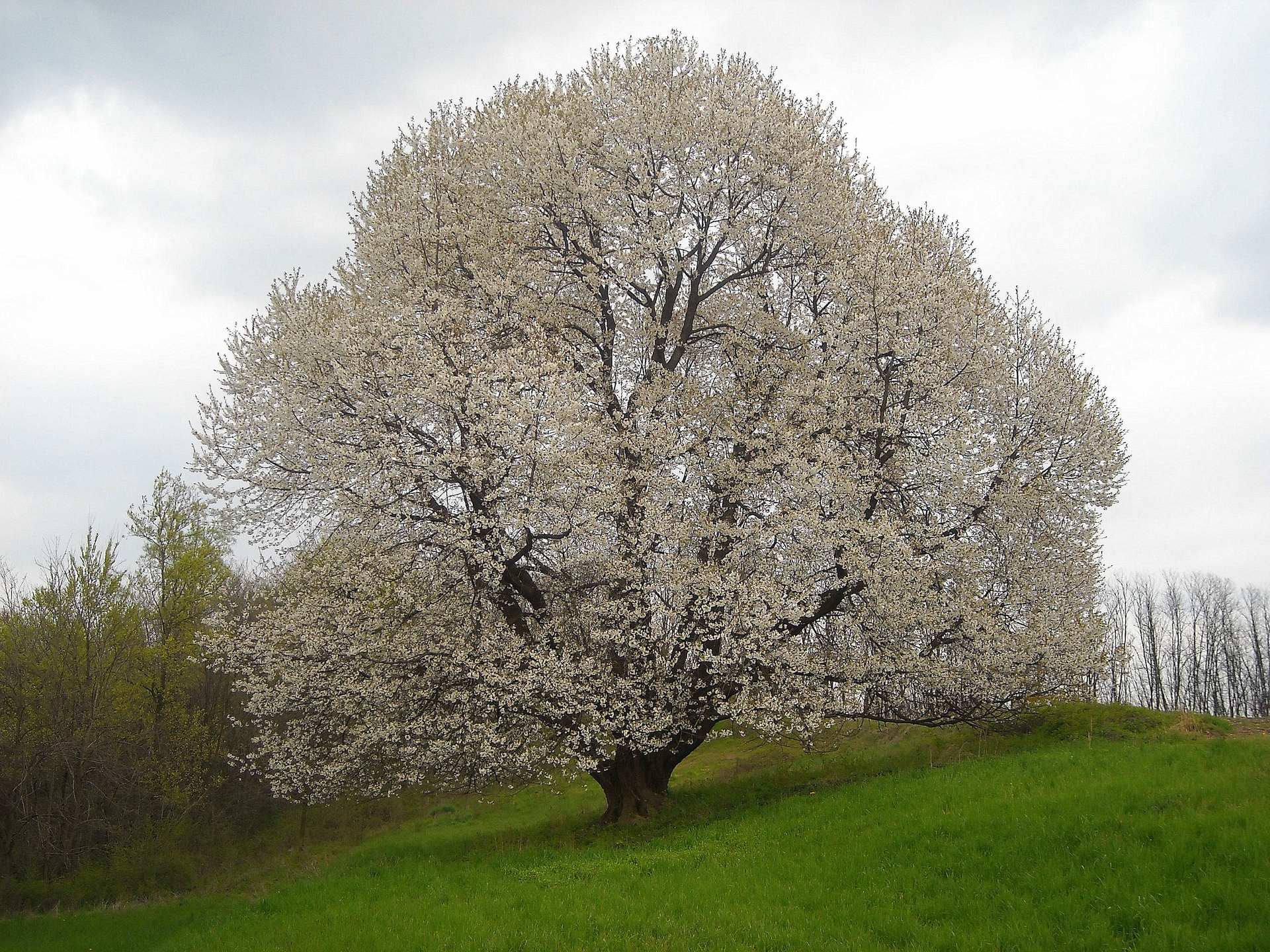 5 alberi monumentali da vedere