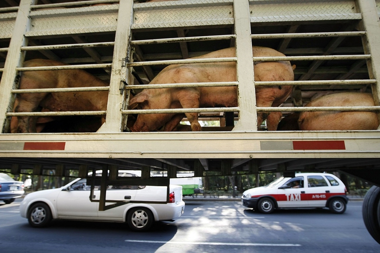 Un camion trasporta suini per le strade di Città del Messico