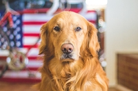 Negli Stati Uniti i cani da soccorso fiutano se l’acqua è inquinata