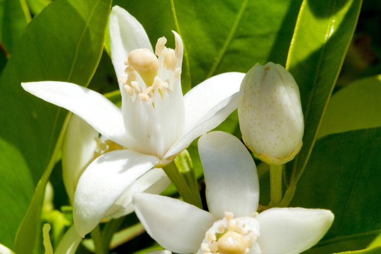 Fiori dell'arancio amaro