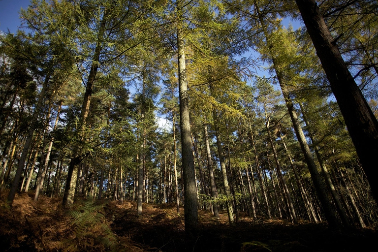 Quanto-fruttano-le-foreste-secondo-la-Fao_2